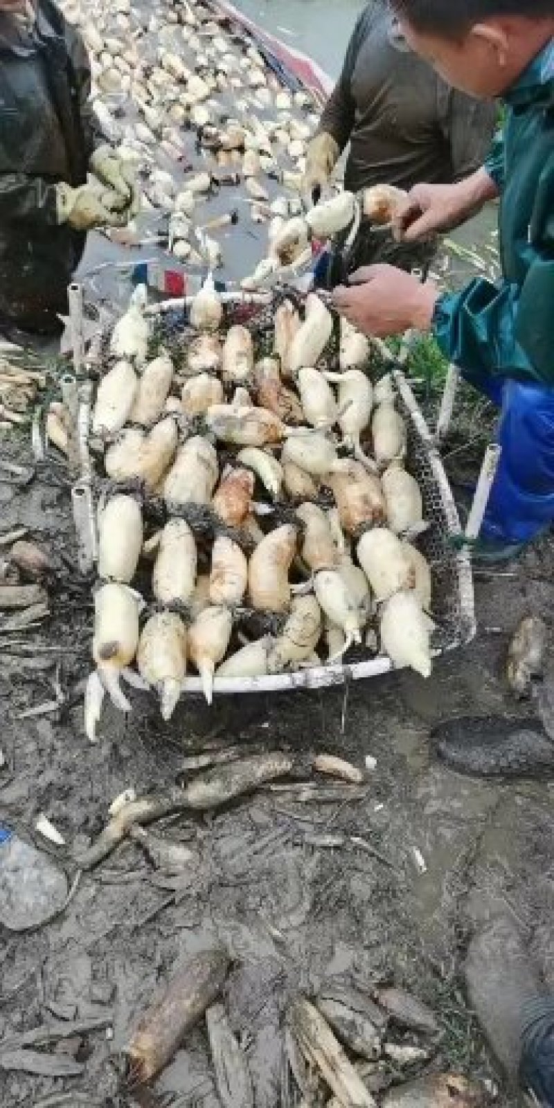 200亩大珍珠藕，基地直销，可根据客户的需求来制定莲藕的