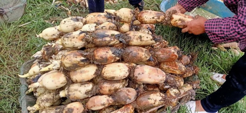 200亩大珍珠藕，基地直销，可根据客户的需求来制定莲藕的