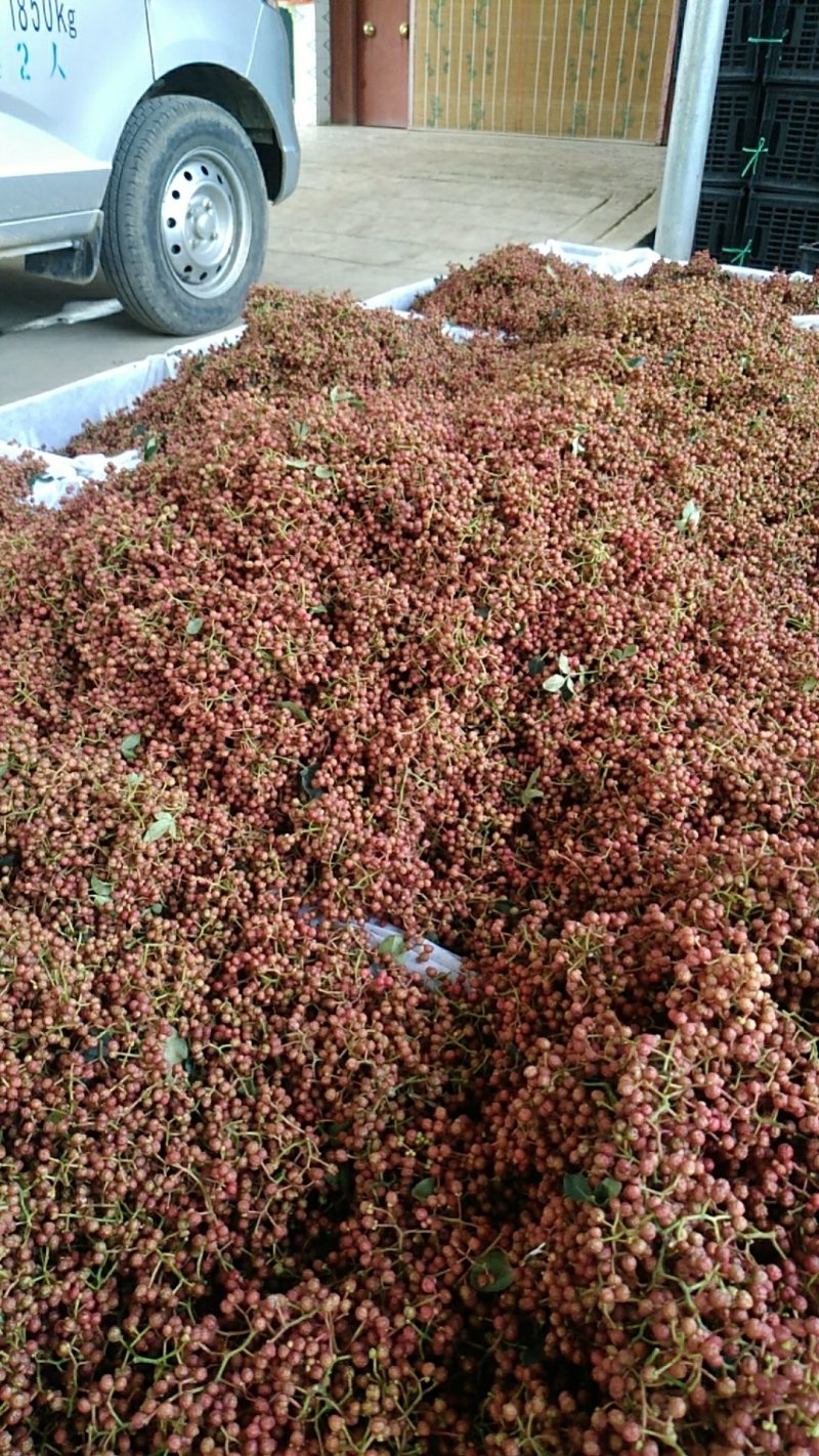 陕西大红袍鲜花椒精品特级大红袍，颜色鲜艳，无蚜虫