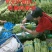 云南精品长豆角，长豇豆，一手货源，新鲜60～80com