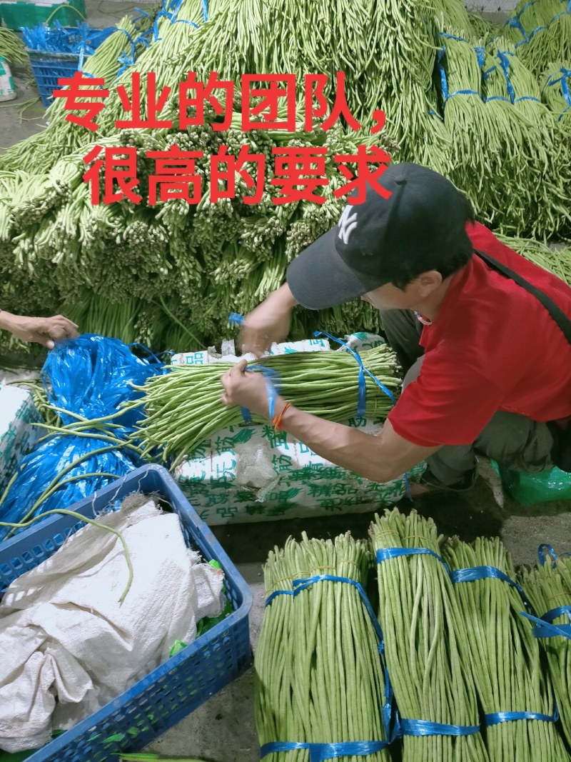 云南精品长豆角，长豇豆，一手货源，新鲜60～80com