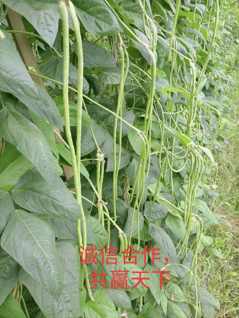 云南精品长豆角，长豇豆，一手货源，新鲜60～80com
