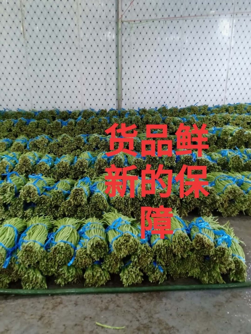 云南精品长豆角，长豇豆，一手货源，新鲜60～80com