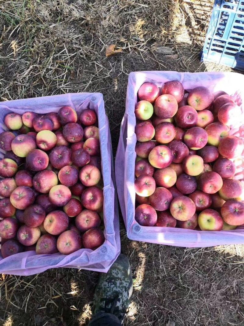 【甄选】吉林苹果颜色鲜艳口感甜脆果面光滑耐运输欢迎