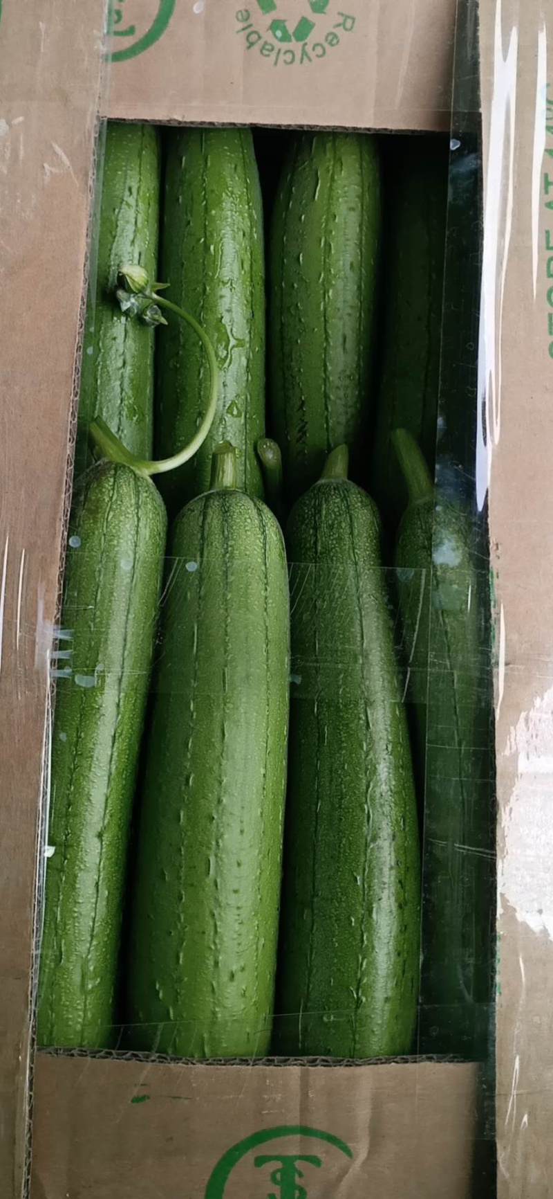 精品淮安油皮丝瓜大量到货价格优惠欢迎咨询！