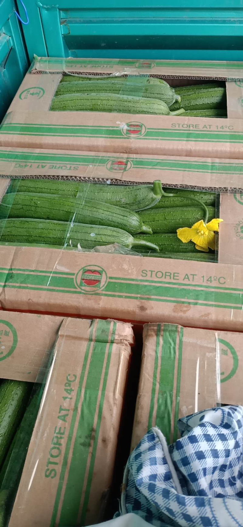 精品淮安油皮丝瓜大量到货价格优惠欢迎咨询！