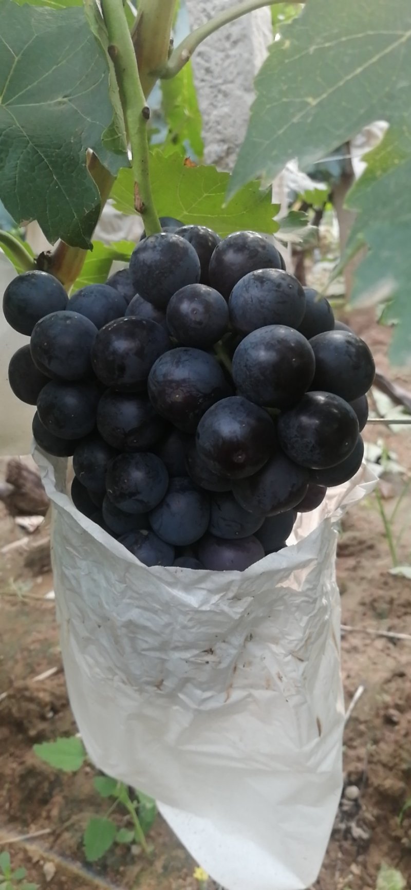 河北邯郸精品夏黑葡萄大量上市，质优价廉。