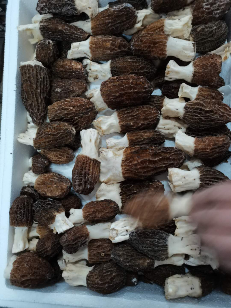 鲜羊肚菌，只做质量不做数量，