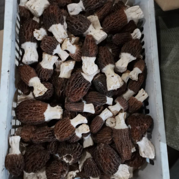鲜羊肚菌，只做质量不做数量，