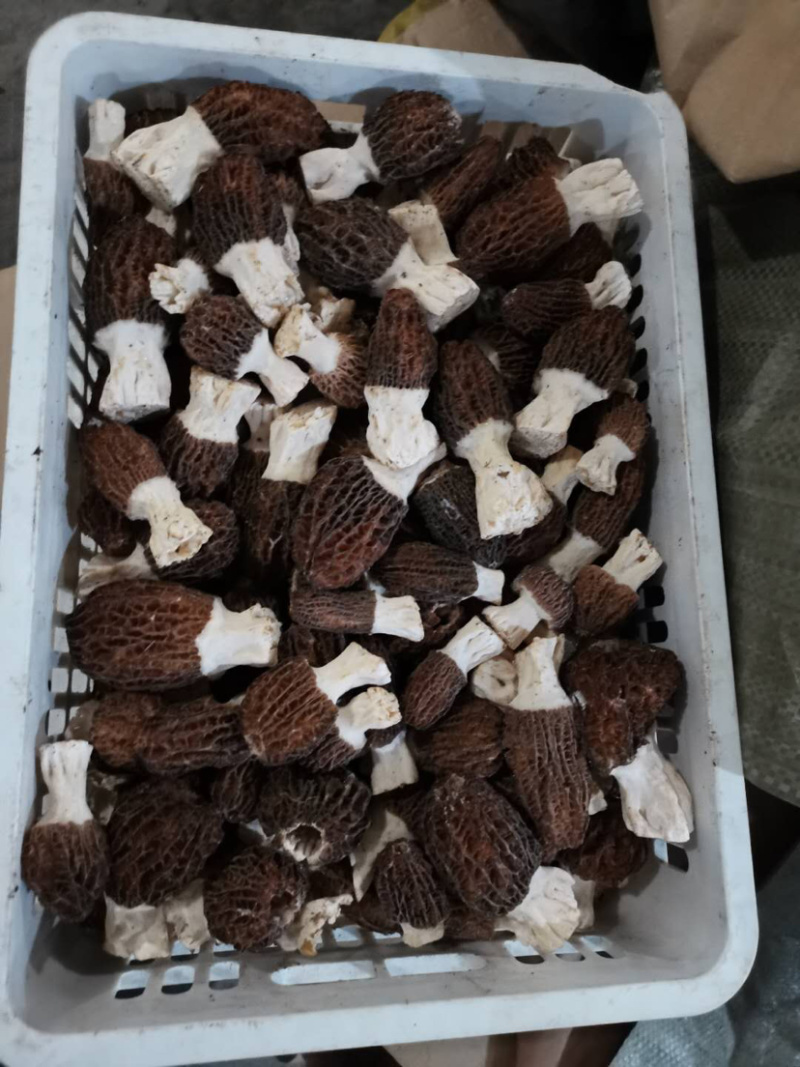 鲜羊肚菌，只做质量不做数量，