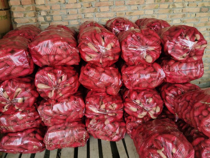 龙薯九精品龙薯9分拣包装产地代办