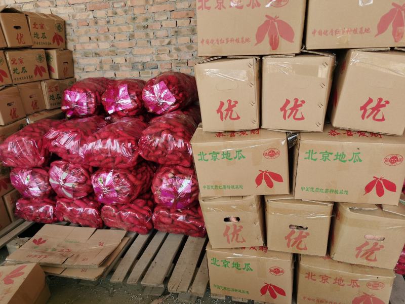 龙薯九精品龙薯9分拣包装产地代办