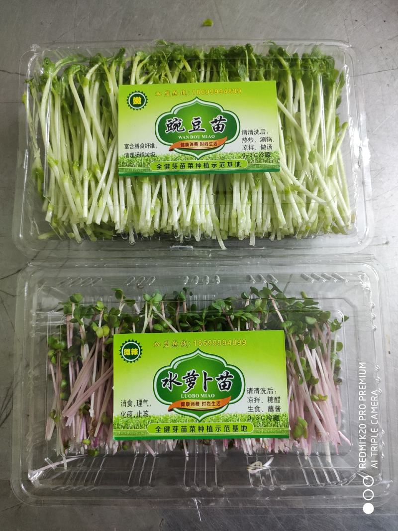 萝卜苗水萝卜苗红杆水萝卜苗芽苗菜