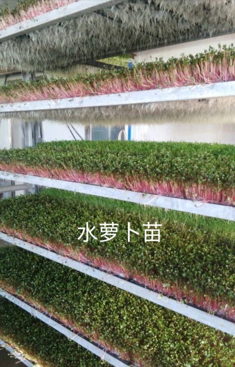 萝卜苗水萝卜苗红杆水萝卜苗芽苗菜