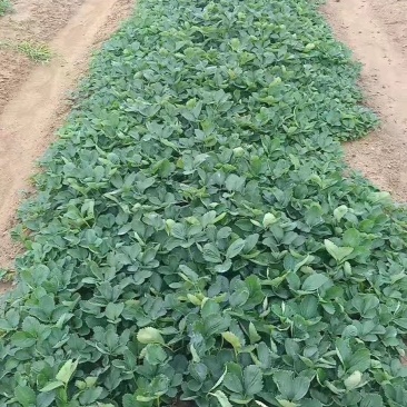 丰香草莓苗基地直供优质品种草莓苗，脱毒苗，根系发达