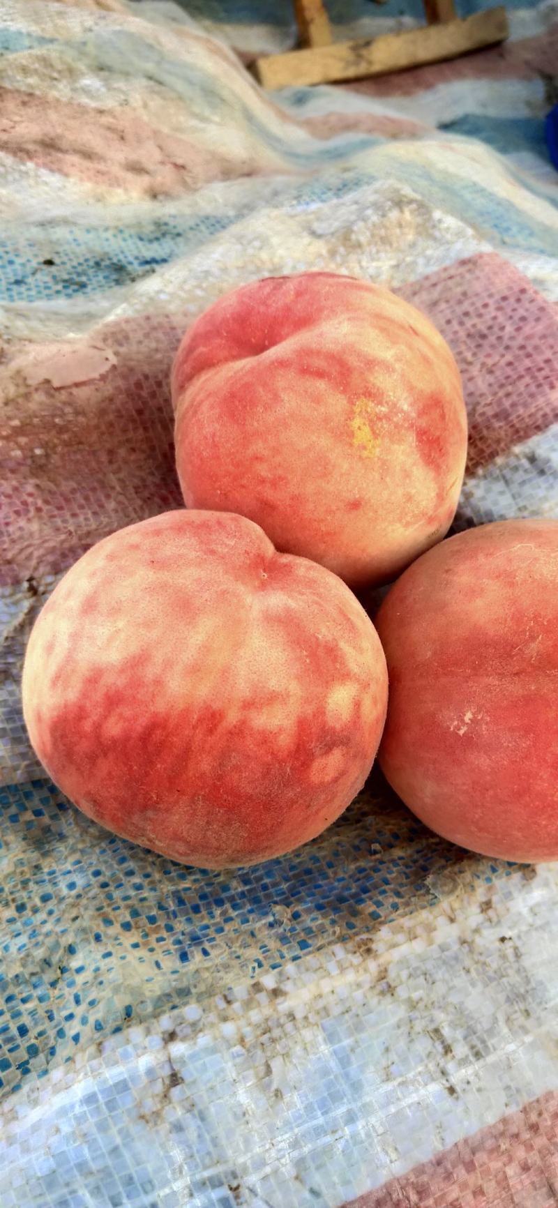 陕西北京八号毛桃，雁川红毛桃，秦王桃，超越桃价格阿布白桃