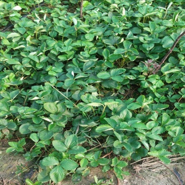 宁玉草莓苗基地,批发各种优质脱毒草莓苗,纯度高