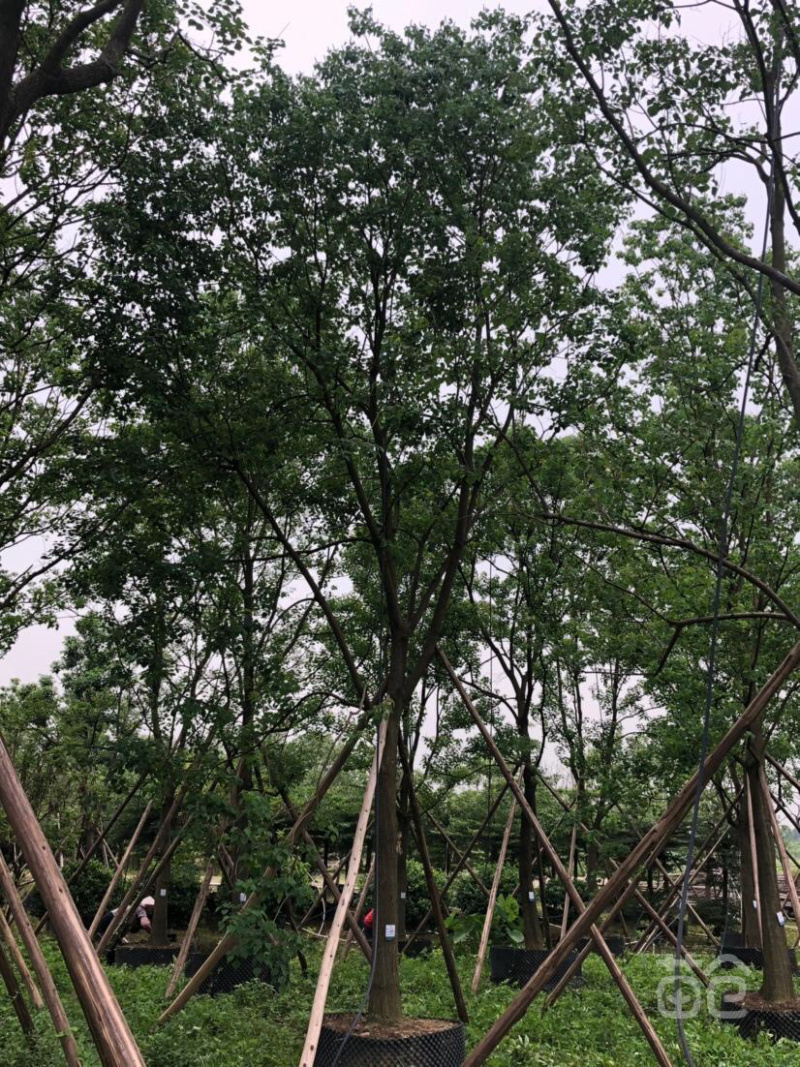 10公分乌桕乌桕树绿化苗木基地直发成活率高