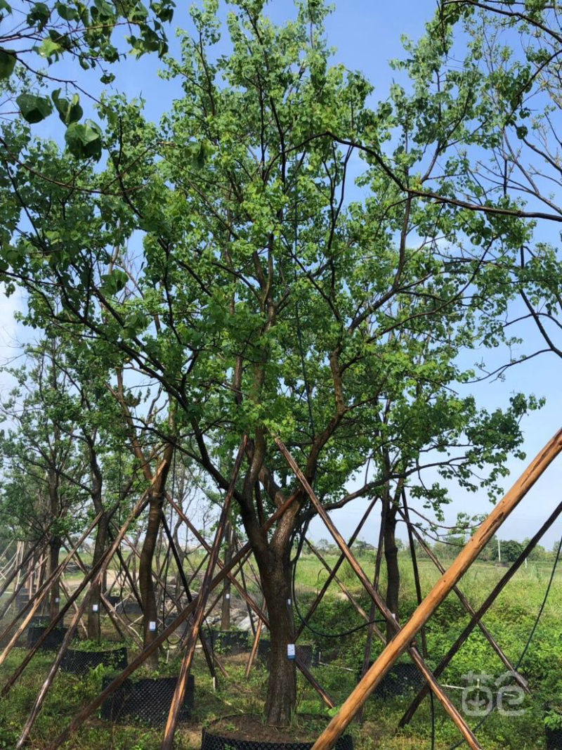 10公分乌桕乌桕树绿化苗木基地直发成活率高