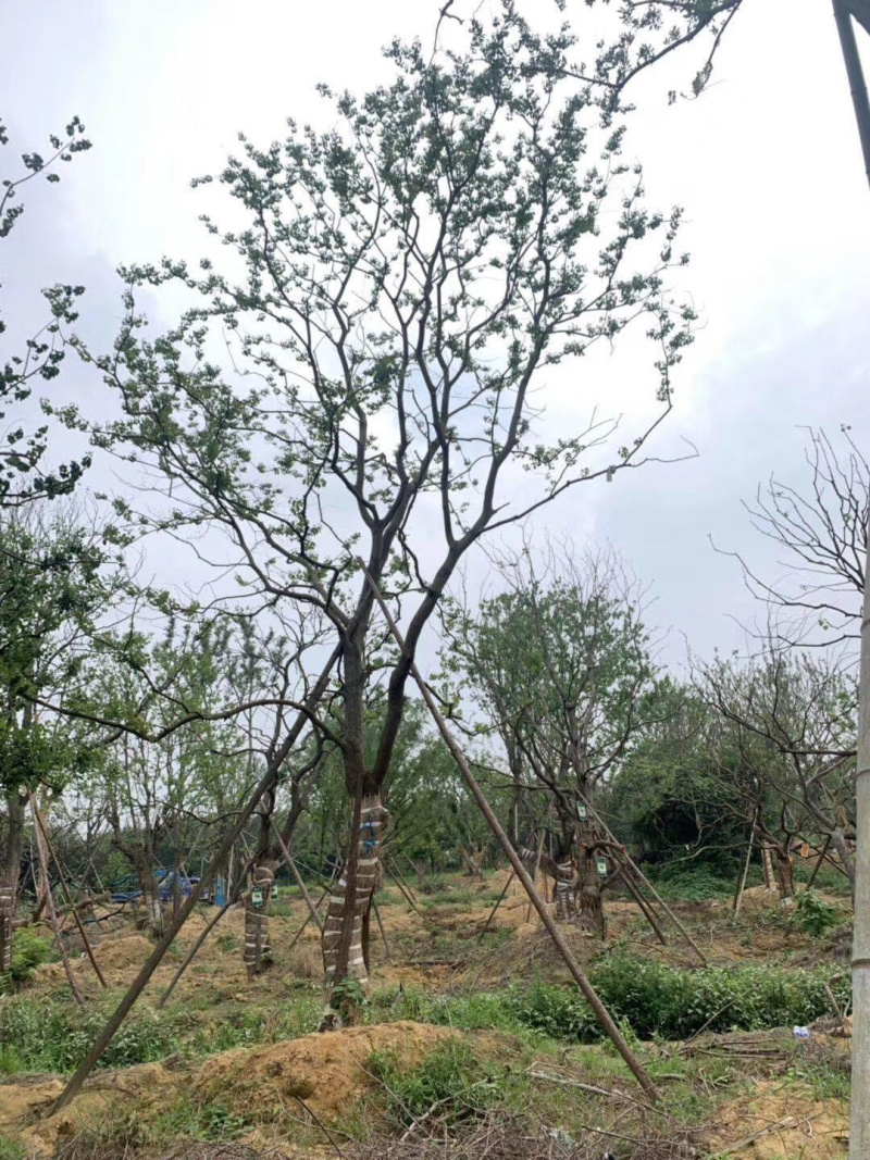 10公分乌桕乌桕树绿化苗木基地直发成活率高