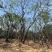 10公分乌桕乌桕树绿化苗木基地直发成活率高