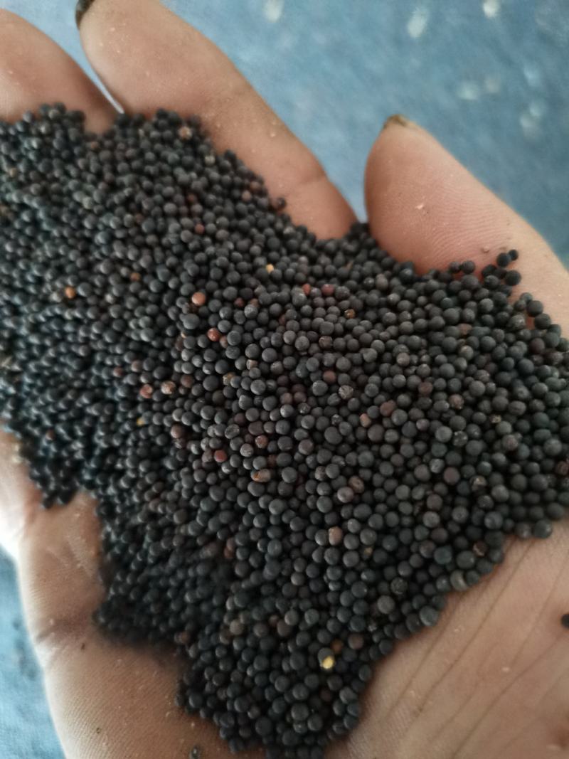 汉中油菜籽，油色金黄，全脂含油41，水份8点，香味浓郁。