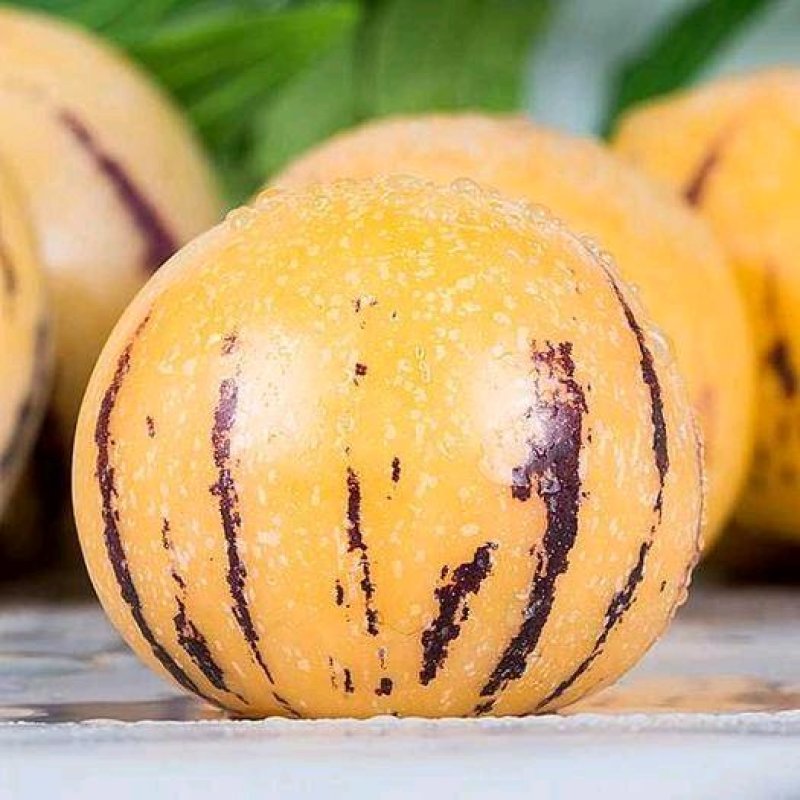 云南石林人参果圆果非常甜一件代发，全平台