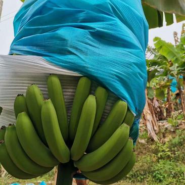 推荐热销云南山地自然熟香蕉，市场货，电商货大量接单，