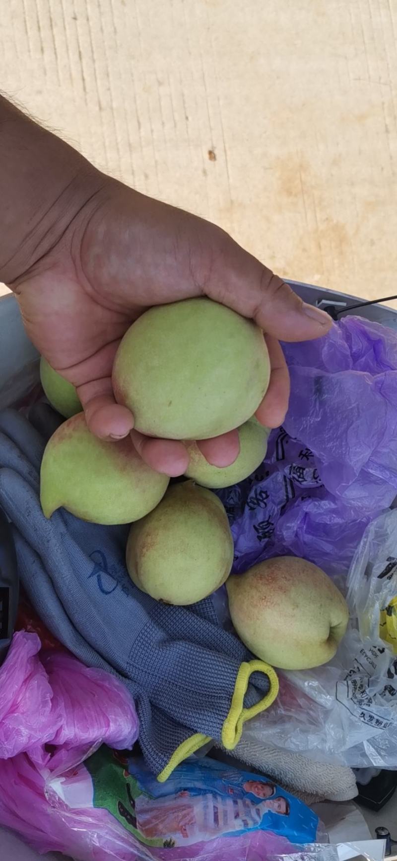 鹰嘴桃