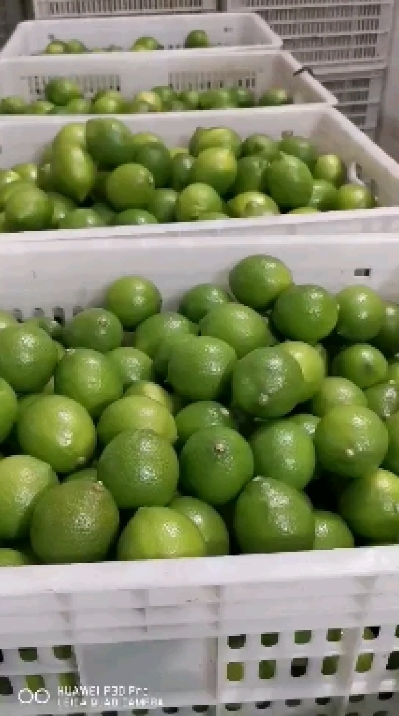 台湾青皮柠檬现摘现发