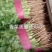 河南万亩香菜种植基地【大叶香菜】价格亲民视频看货采购