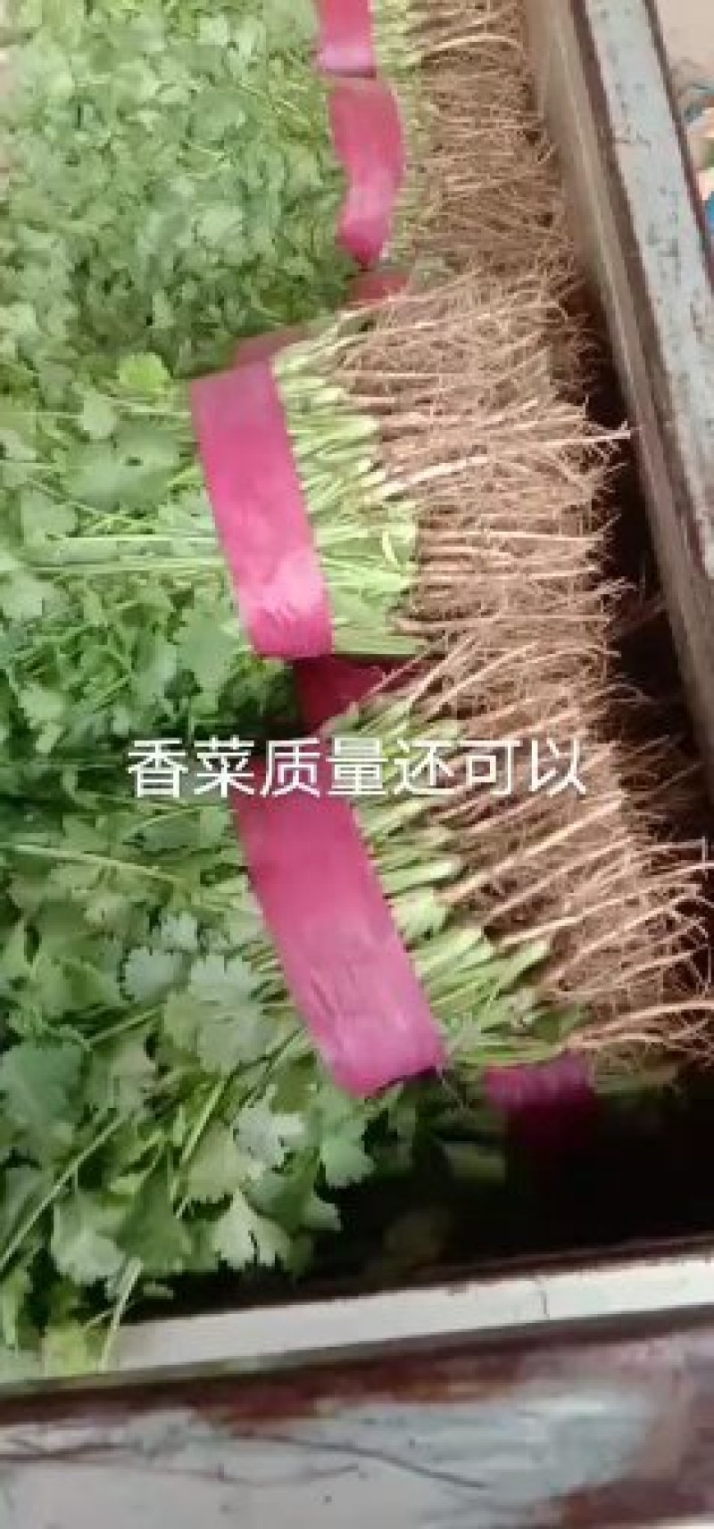 河南万亩香菜种植基地【大叶香菜】价格亲民视频看货采购