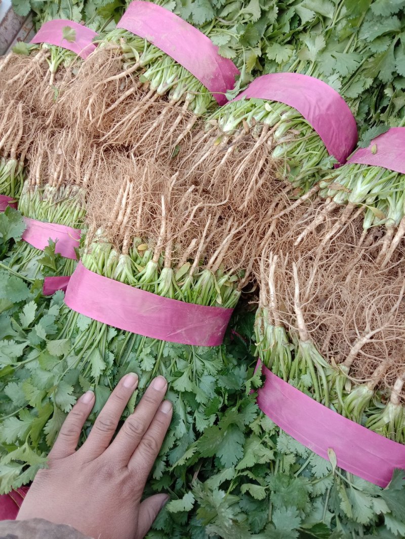 河南万亩香菜种植基地【大叶香菜】价格亲民视频看货采购