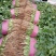 河南万亩香菜种植基地【大叶香菜】价格亲民视频看货采购