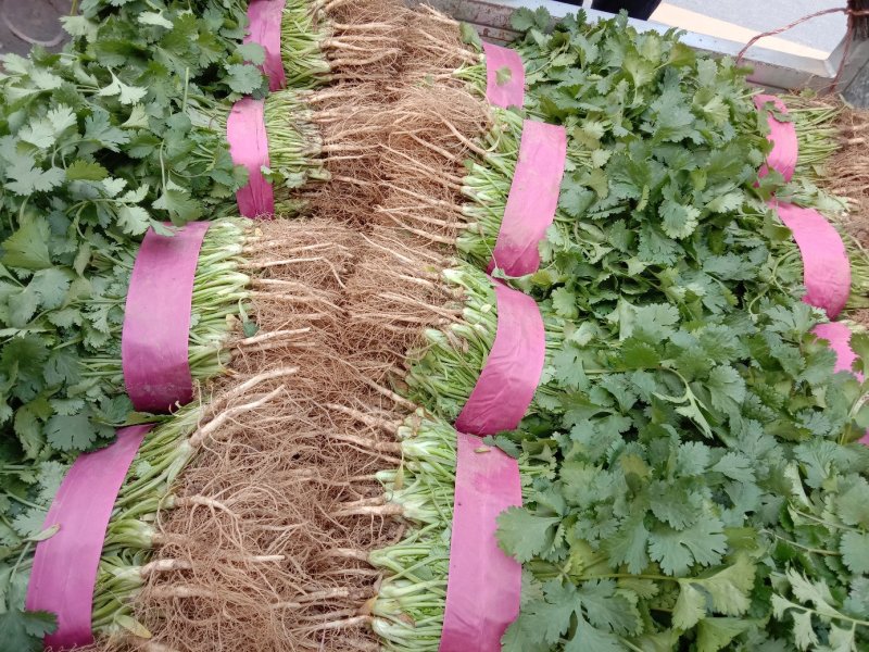 河南万亩香菜种植基地【大叶香菜】价格亲民视频看货采购