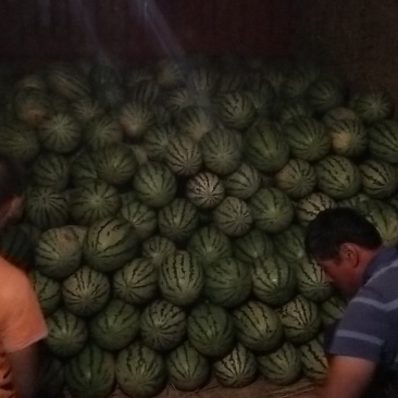 西农8大量上市中