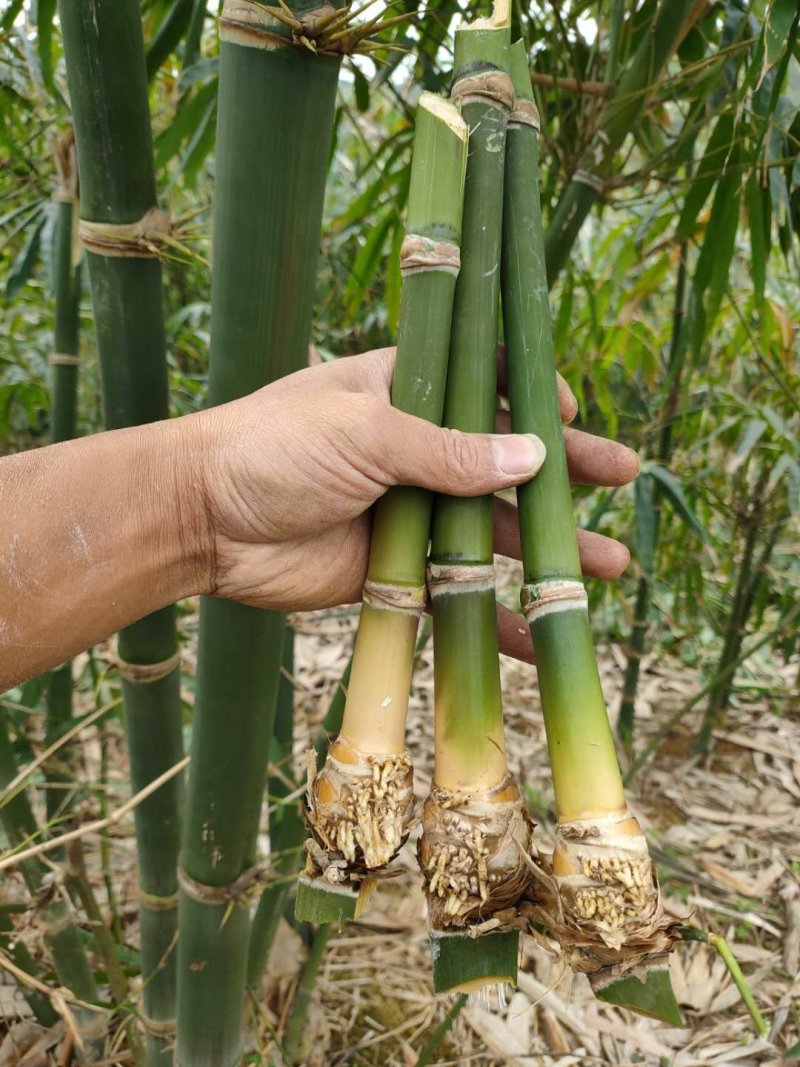 麻竹苗甜竹苗基地直销包成活质量很好量大