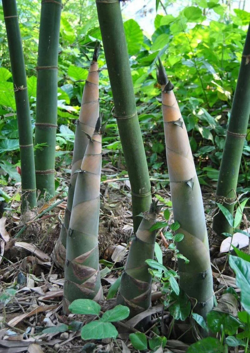 麻竹苗甜竹苗基地直销包成活质量很好量大