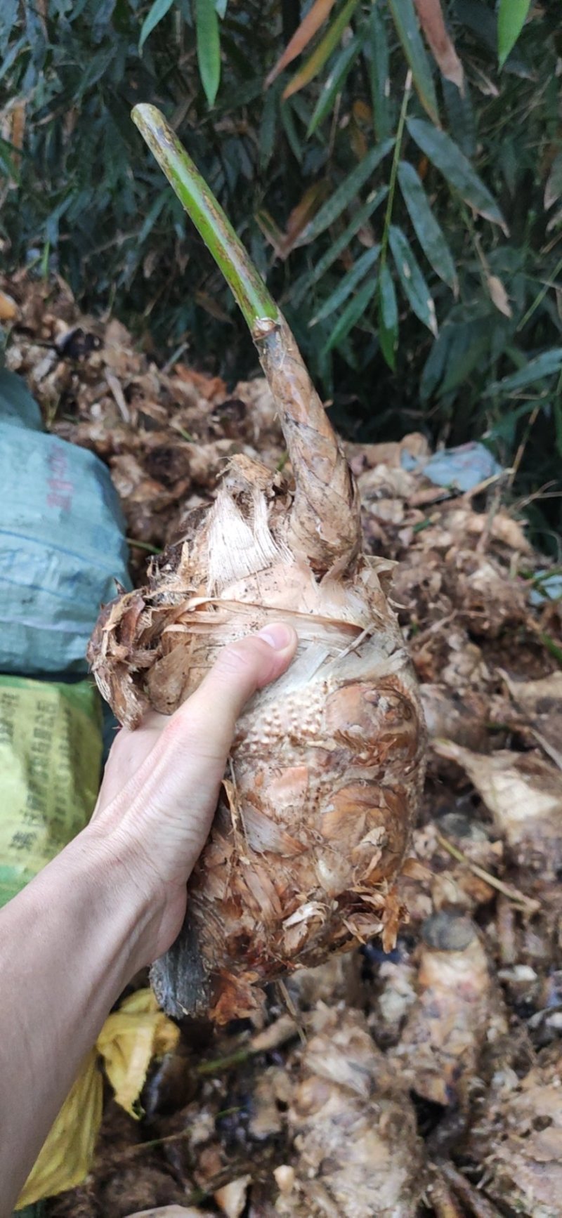 麻竹苗甜竹苗基地直销包成活质量很好量大