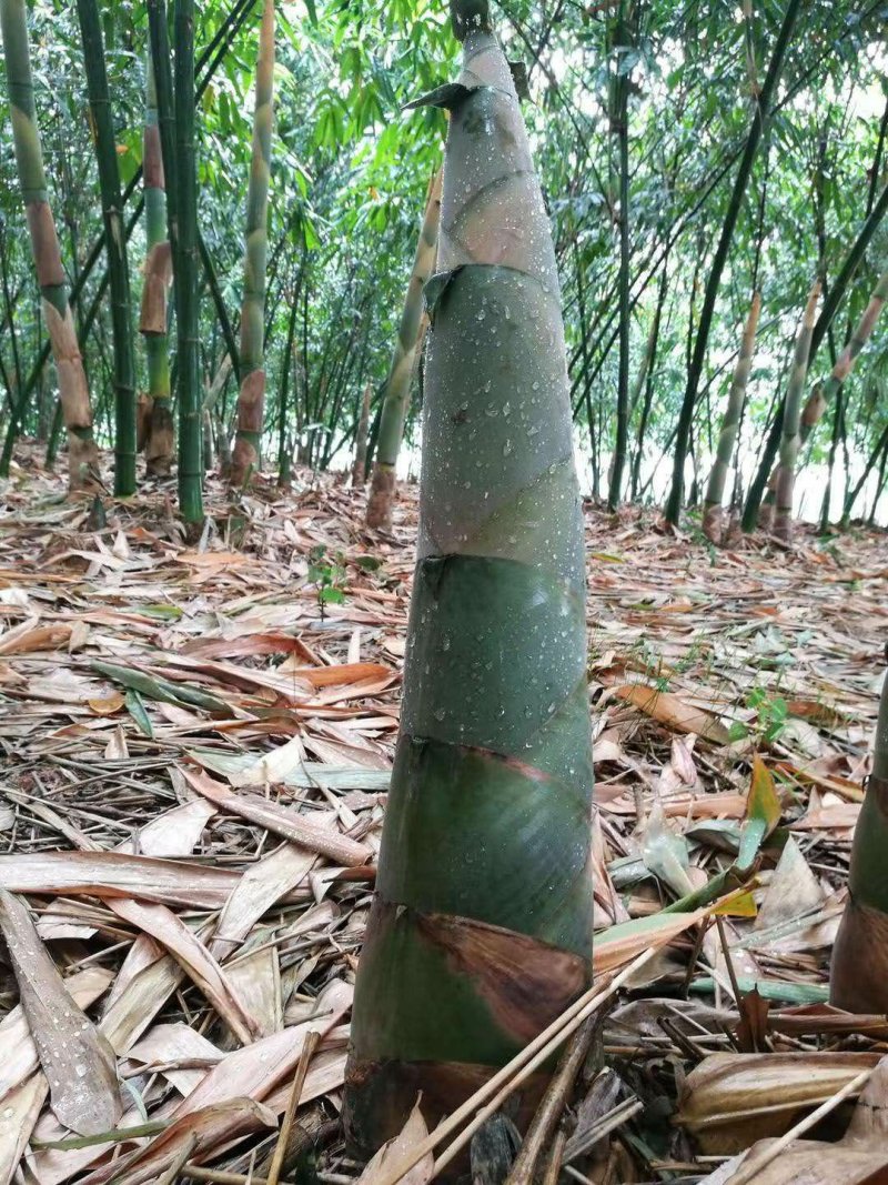 麻竹苗甜竹苗基地直销包成活质量很好量大