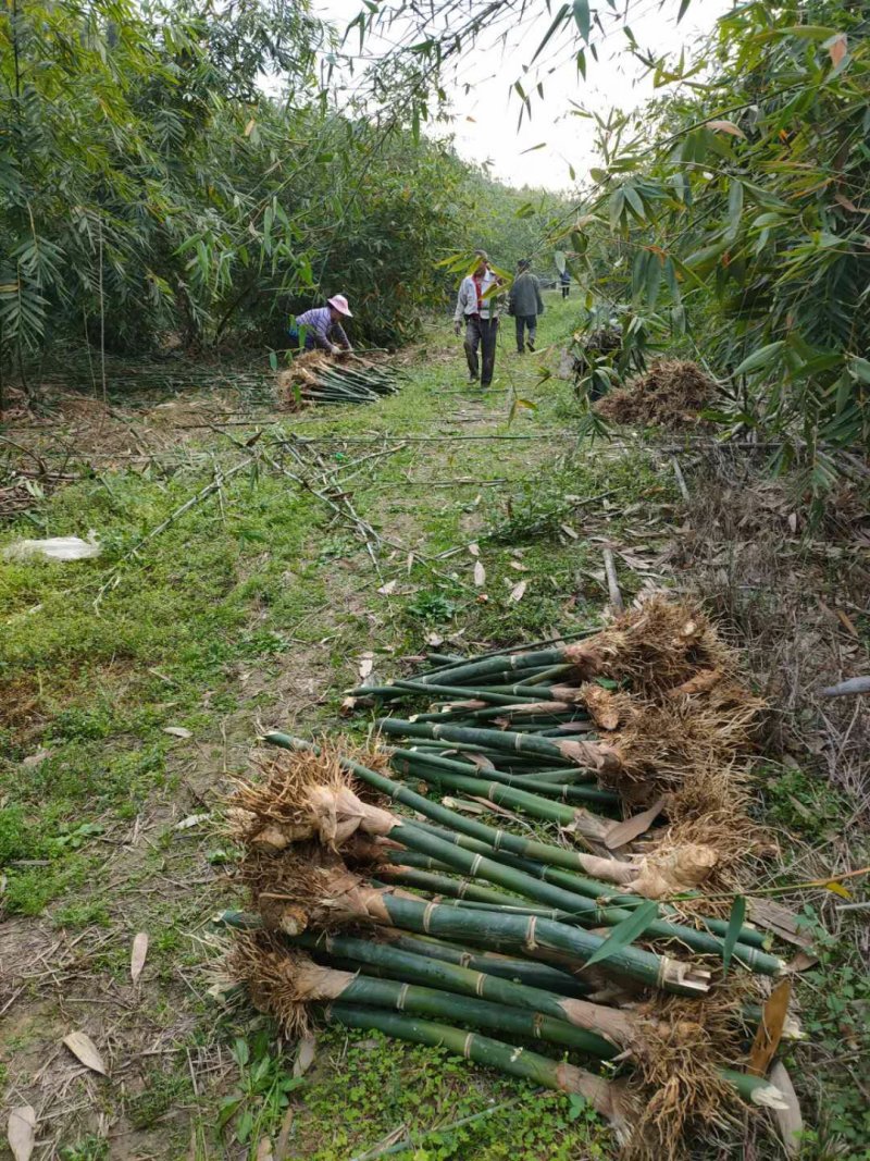 麻竹苗甜竹苗基地直销包成活质量很好量大