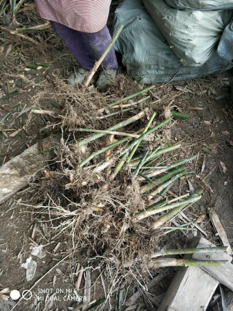 麻竹苗甜竹苗基地直销包成活质量很好量大