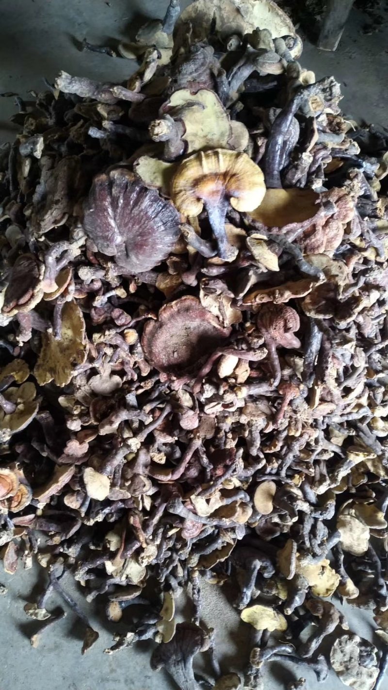 灵芝，赤芝，干灵芝野灵芝，湖北灵芝