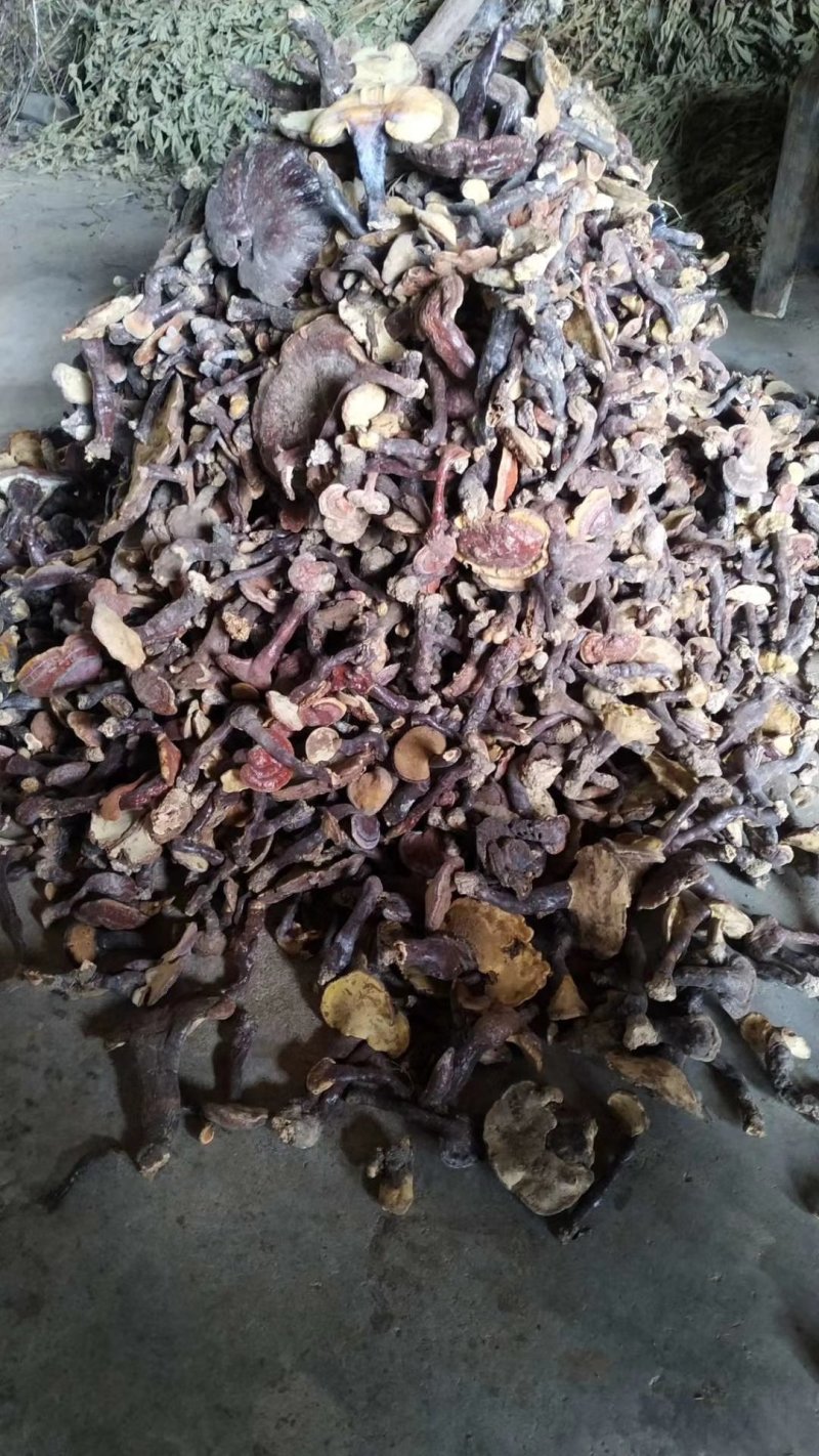 灵芝，赤芝，干灵芝野灵芝，湖北灵芝
