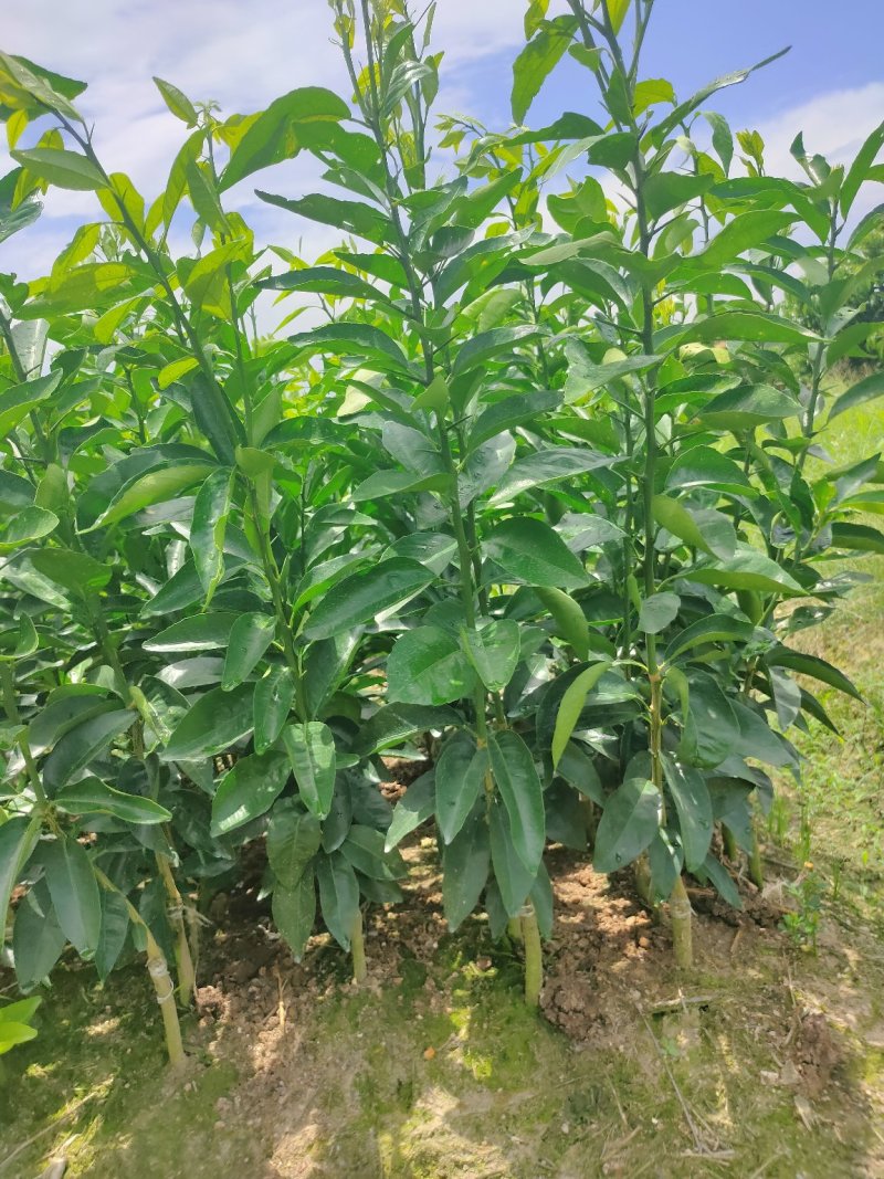 香橙枕091无核沃柑苗，红桔枕无核沃柑苗，品种正，裸苗，