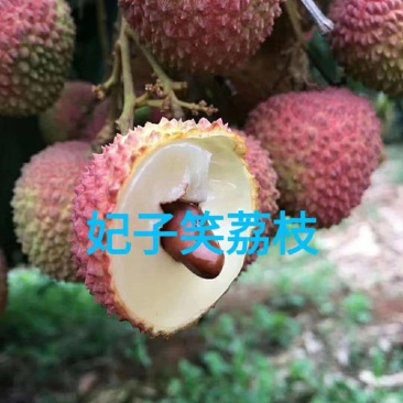妃子笑荔枝苗，一骑红尘妃子笑，产量高，早熟品种