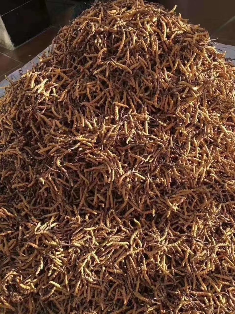 果洛冬虫夏草喜欢的联系，