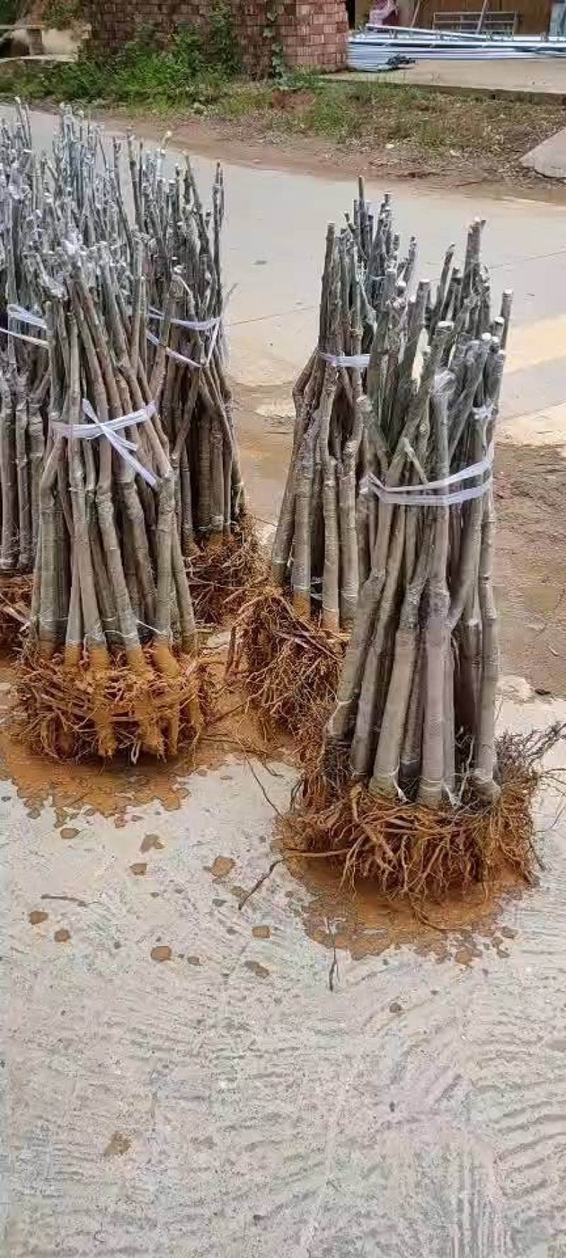 金煌芒果苗，四季芒果苗，品种质量保证，成活高