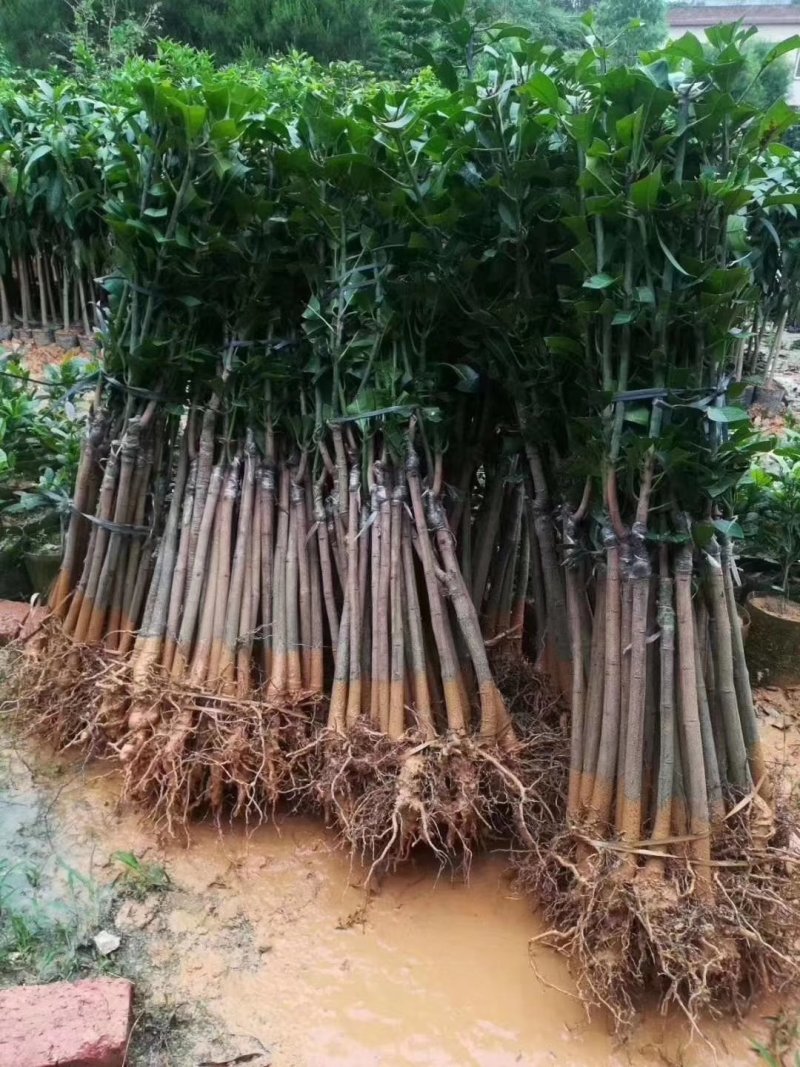 金煌芒果苗，四季芒果苗，品种质量保证，成活高