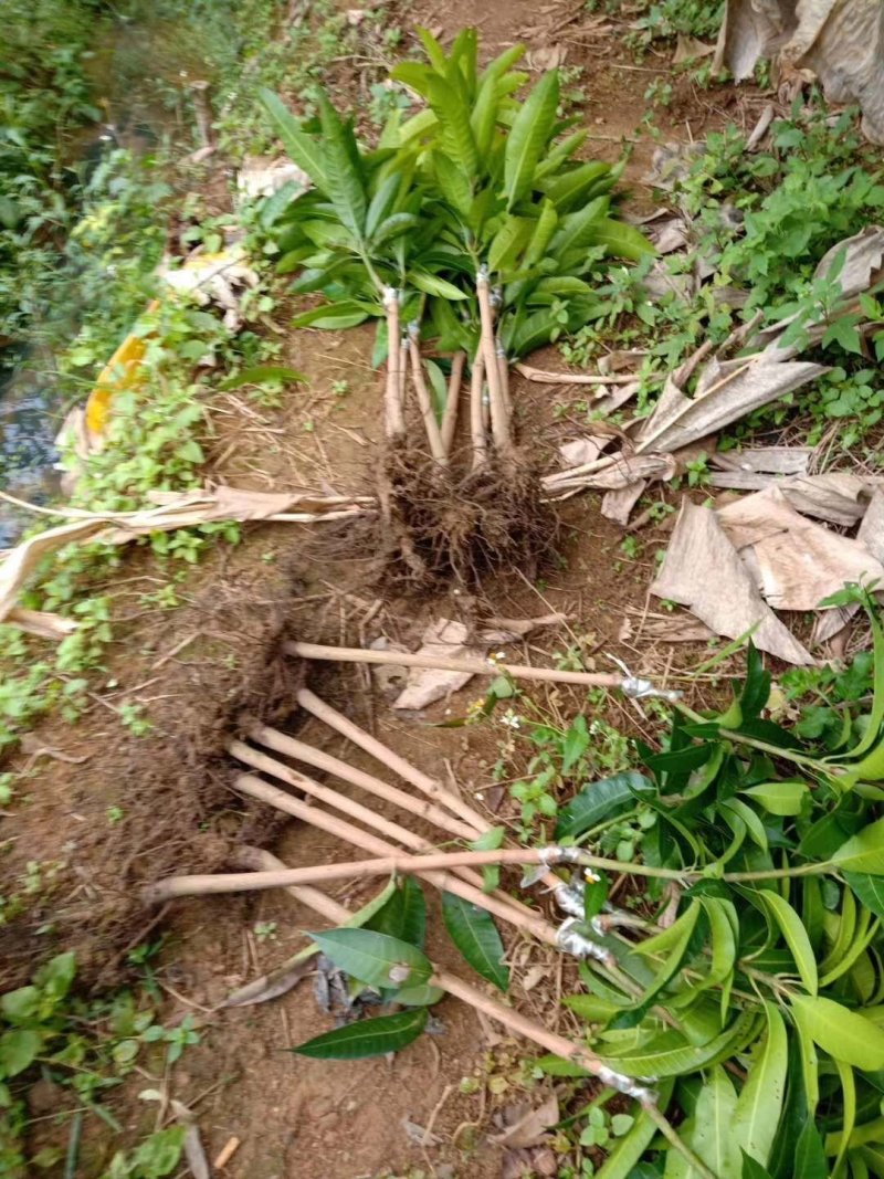 金煌芒果苗，四季芒果苗，品种质量保证，成活高